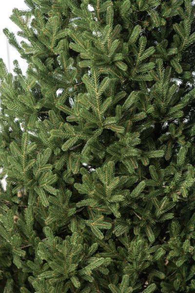 Искусственная елка литая Виденская ель 2,5 м зелёная премиум ЛВЕ25З фото